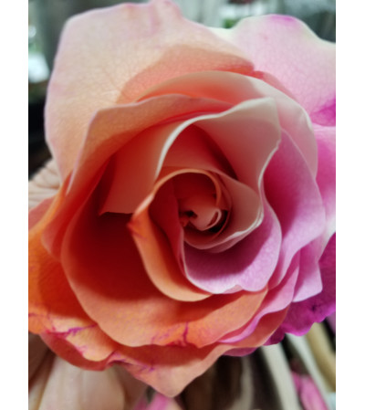 VDAY RAINBOW ROSE BOUQUET VDAY RAINBOW ROSE BOUQUET