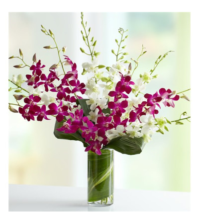 Orchids Embrace Orchids Embrace