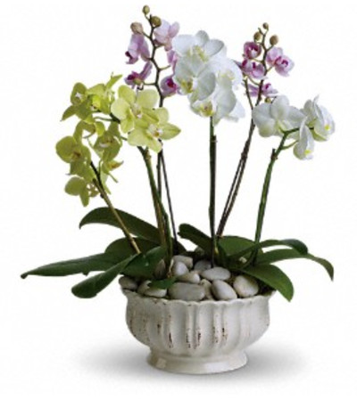 Regal Orchids Regal Orchids