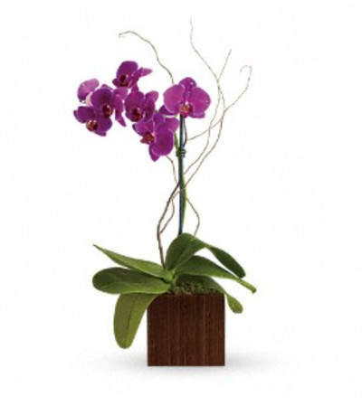 Orchid Elegance Orchid Elegance