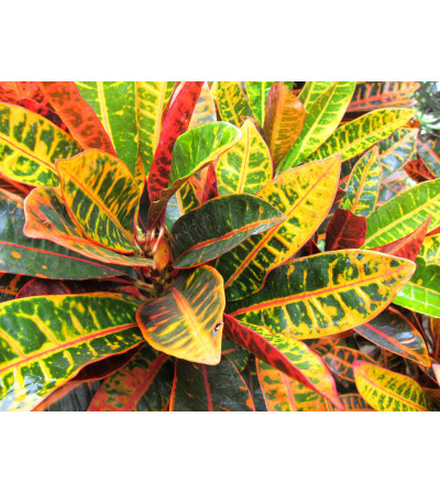 TRI-COLOR CROTON HOUSEPLANT TRI-COLOR CROTON HOUSEPLANT