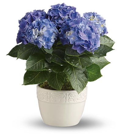 Blue Hydrangea Plant Blue Hydrangea Plant
