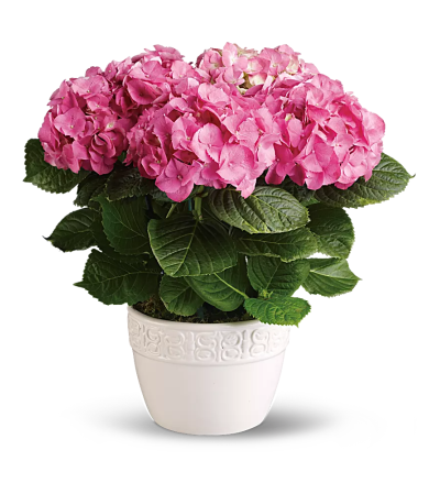 Pink Hydrangea Plant Pink Hydrangea Plant