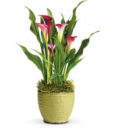 SPRING CALLA LILY SPRING CALLA LILY