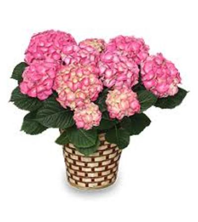 Pink Hydrangea Pink Hydrangea