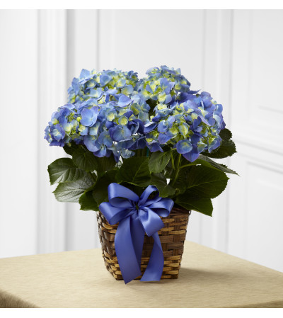 BLUE HYDRANGEA BUSH BLUE HYDRANGEA BUSH