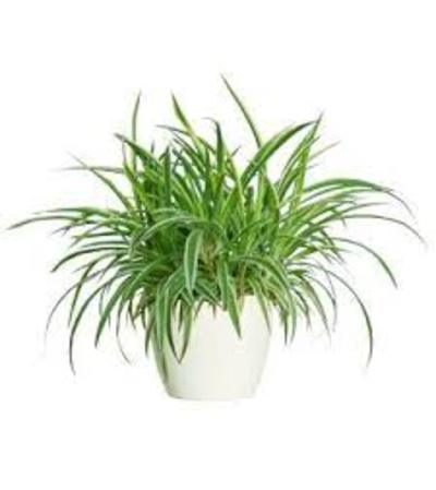 Spider plant Spider plant