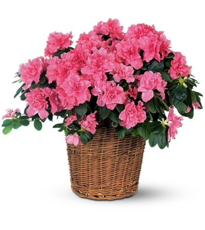 Azalea Plant Azalea Plant