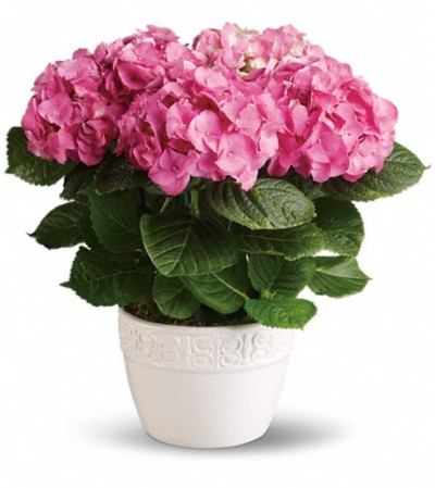 Hydrangea Plant Hydrangea Plant