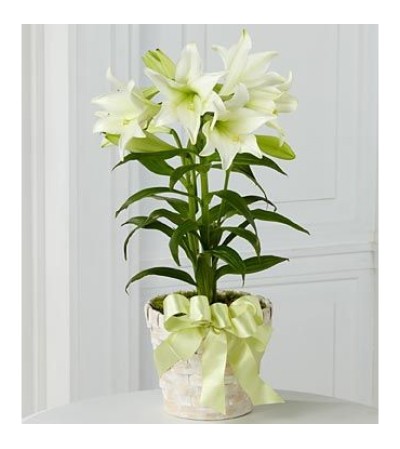 Classic Easter Lilies Classic Easter Lilies