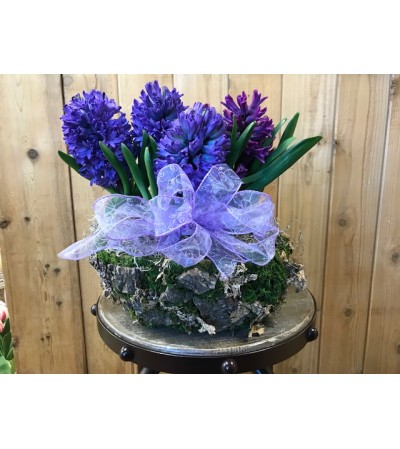 Hyacinth Plant Hyacinth Plant