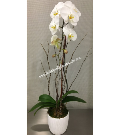 White Phalanopsis Orchid White Phalanopsis Orchid