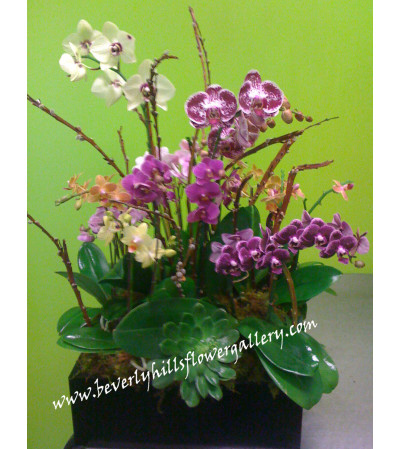Multi Color Orchid Oasis Multi Color Orchid Oasis