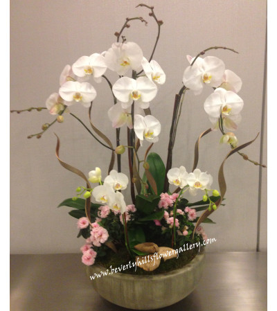 Orchid Garden Orchid Garden