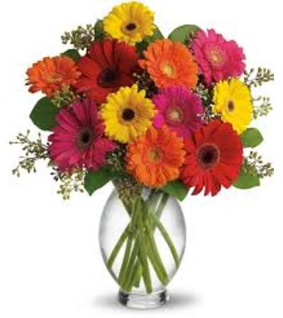 Just Gerberas Just Gerberas
