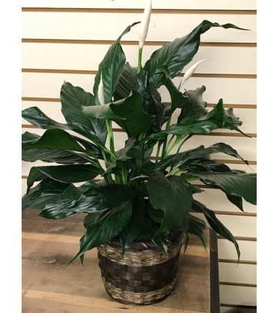 "Peace" lily in basket "Peace" lily in basket