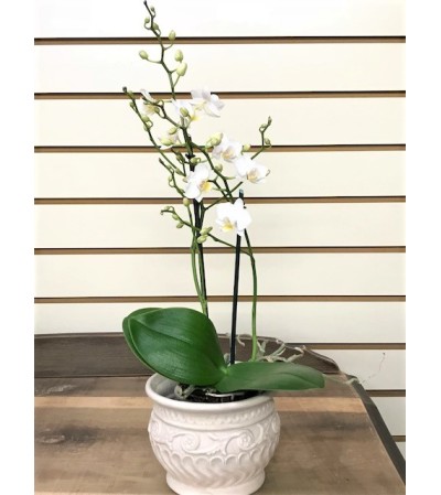 Petite Dendrobium Orchids Petite Dendrobium Orchids