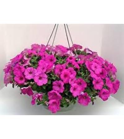 Petunia Hanging Basket Petunia Hanging Basket