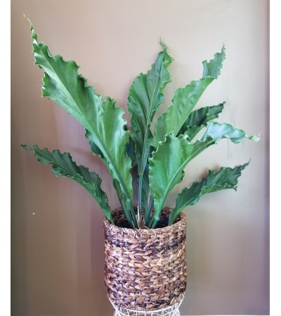 Exquisite Green Tropical Plant Exquisite Green Tropical Plant