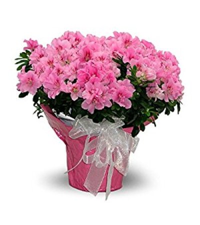 Azalea Azalea