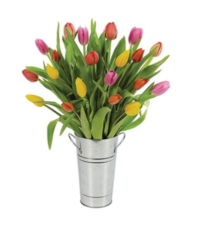 Tulip - Mixed Tulip - Mixed