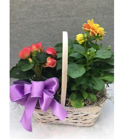 Assorted Blooming Plant Basket Assorted Blooming Plant Basket