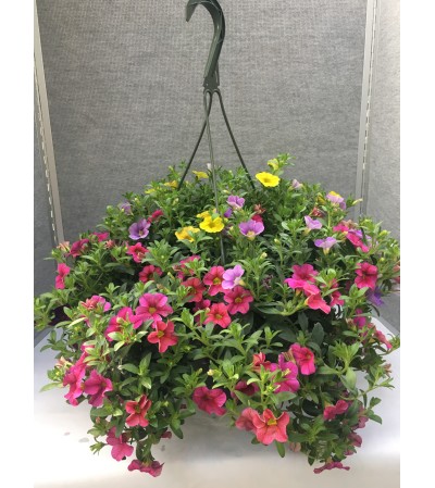 Calibrachoa Hanging Basket Calibrachoa Hanging Basket