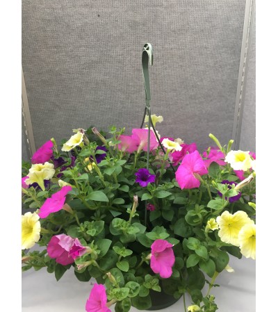 Blooming Petunia Hanging Basket Blooming Petunia Hanging Basket