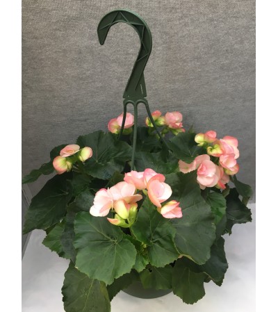 Assorted Rieger Begonia Hanging Basket Assorted Rieger Begonia Hanging Basket