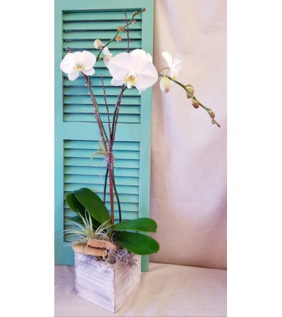 Classic White Orchid Plant Classic White Orchid Plant