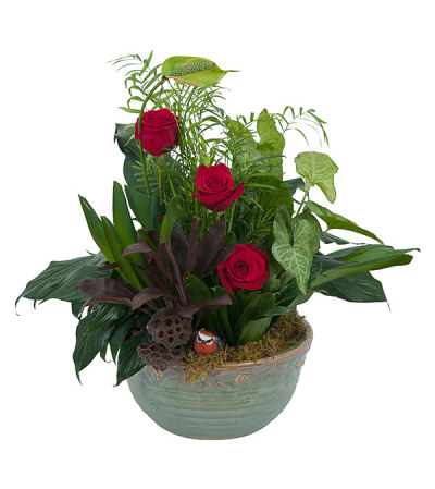 Rosy Dish Garden DW Rosy Dish Garden DW