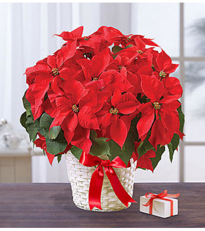 Poinsettia Plant Poinsettia Plant