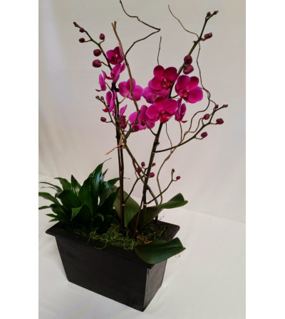 Special Orchid Deal of the Day Special Orchid Deal of the Day