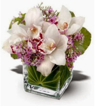 Tropical Cymbidium Orchid Tropical Cymbidium Orchid
