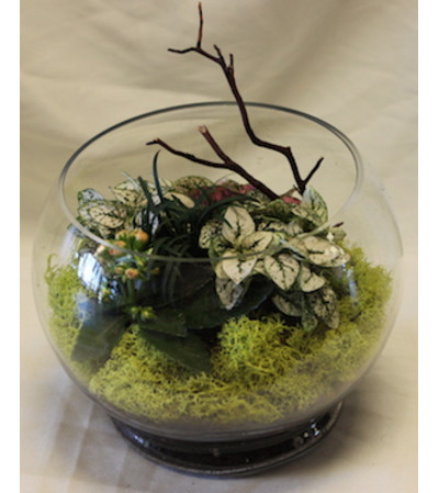 garden in glass garden in glass