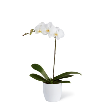The FTD® White Orchid Ceramic Planter The FTD® White Orchid Ceramic Planter