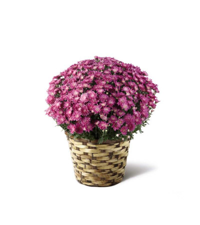 The FTD® Devotion™ Pink Mum The FTD® Devotion™ Pink Mum