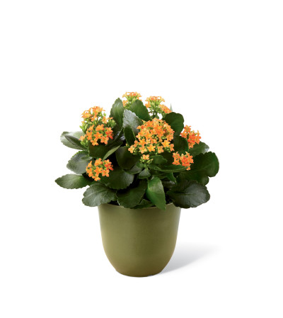 The FTD® Kalanchoe The FTD® Kalanchoe