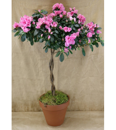 Grown for You Azalea Grown for You Azalea