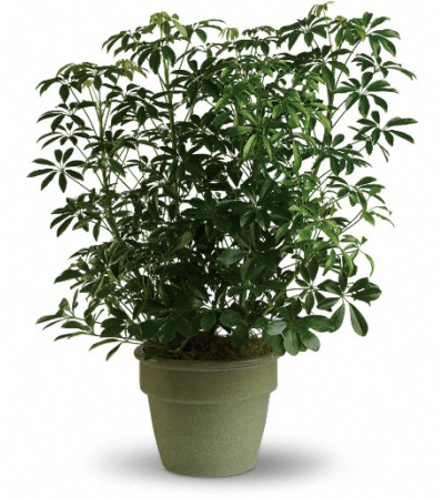 Amazing Arboricola Amazing Arboricola