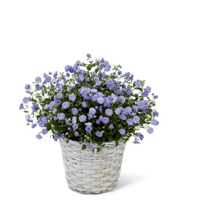 The FTD® Campanula The FTD® Campanula