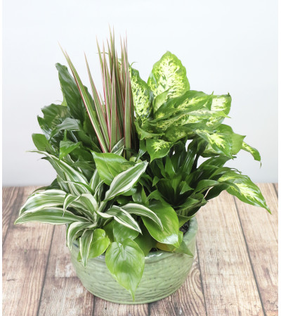 Small Dishgarden by Kirk's Small Dishgarden by Kirk's