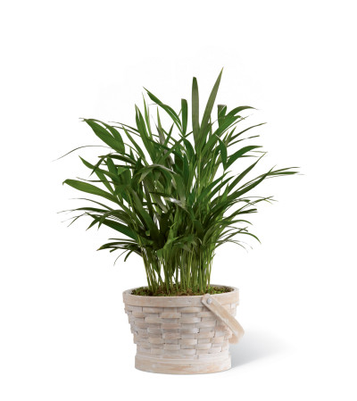 The FTD® Deeply Adored™ Palm Planter The FTD® Deeply Adored™ Palm Planter