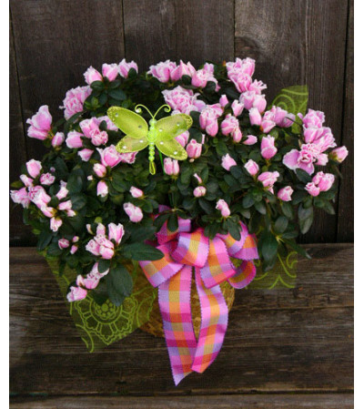 Azalea Beauty Azalea Beauty