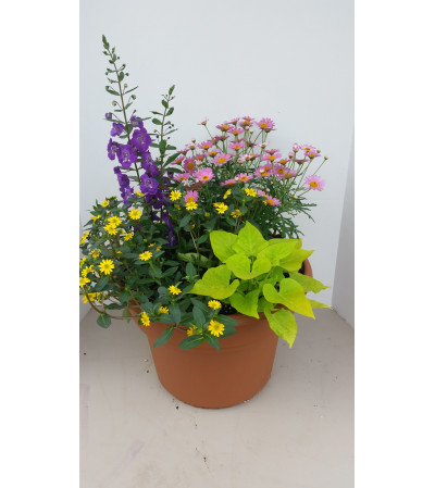 Patio Pot for Sun Patio Pot for Sun