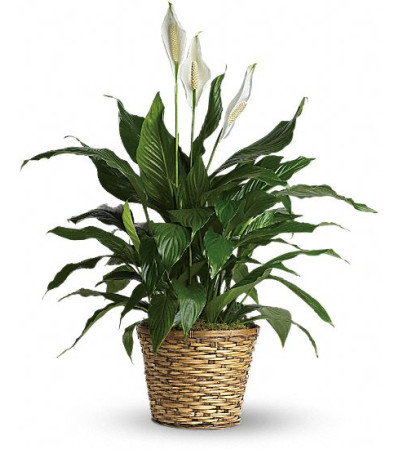 peaceful spathiphyllum peaceful spathiphyllum