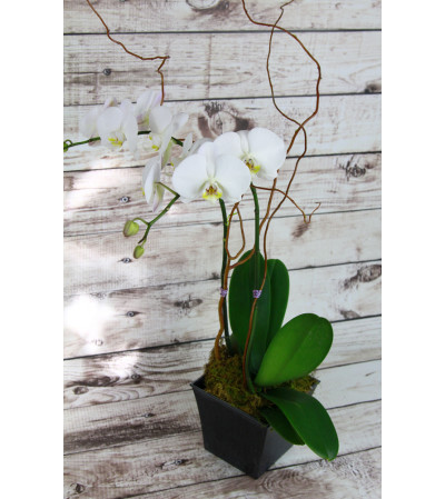 Classy Orchid Classy Orchid