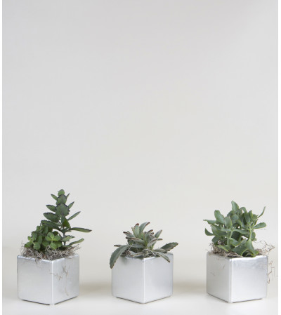 Set of 3 Plants Set of 3 Plants