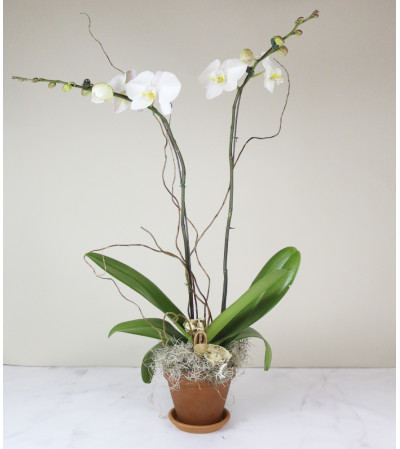 Old City's Classic Orchid Old City's Classic Orchid