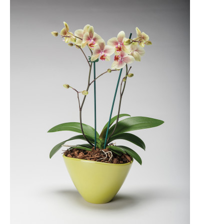 Two Spike Cane Orchids Two Spike Cane Orchids